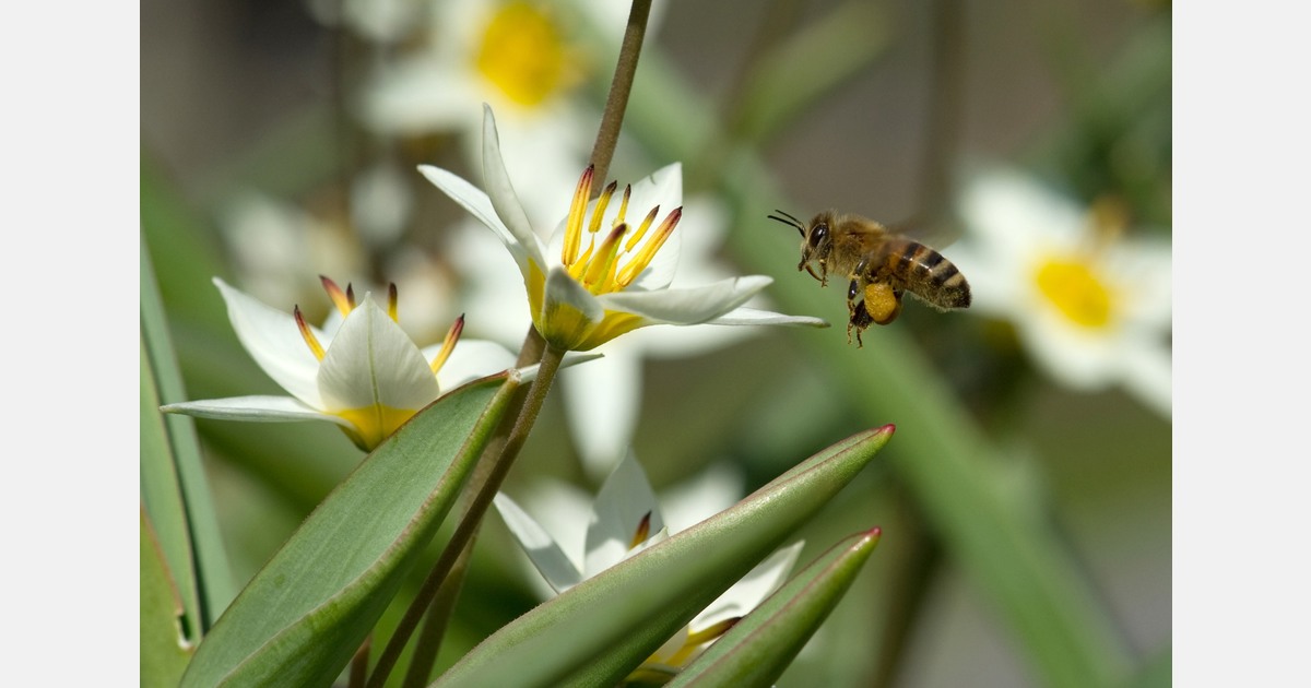 Samenaankoop biologische bloembollen van start