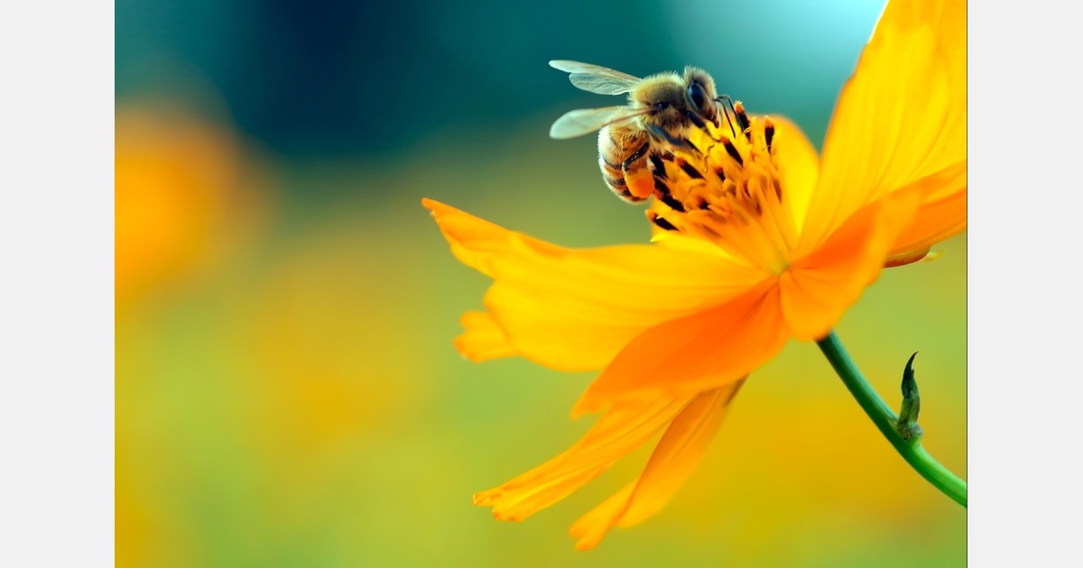 Bijenpark op Aalsmeer-Zuid voor meer biodiversiteit
