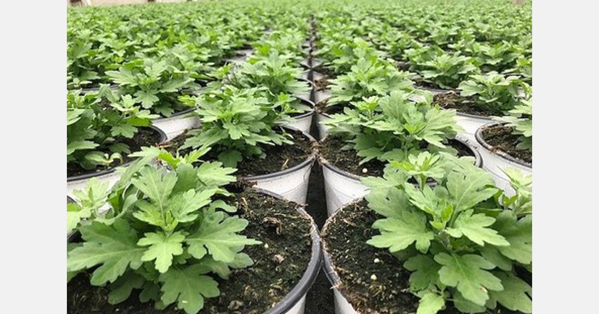 Bolchrysanten verdwijnen na ruim drie decennia uit Usquert