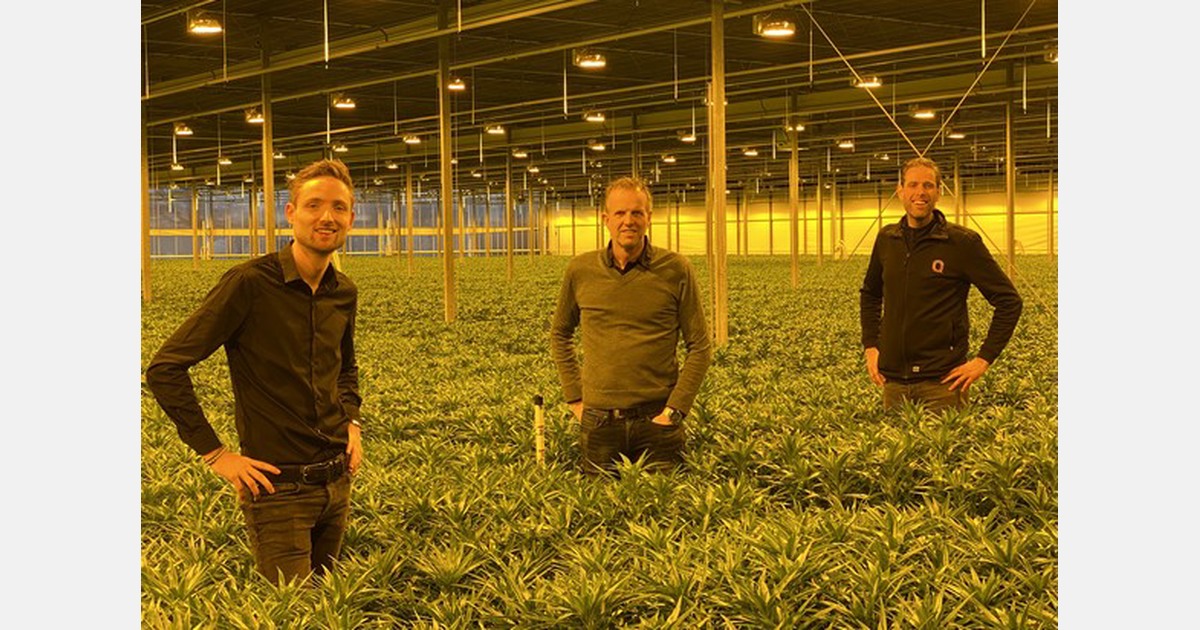 Qualily oogst eerste lelies op nieuwe locatie Kwintsheul