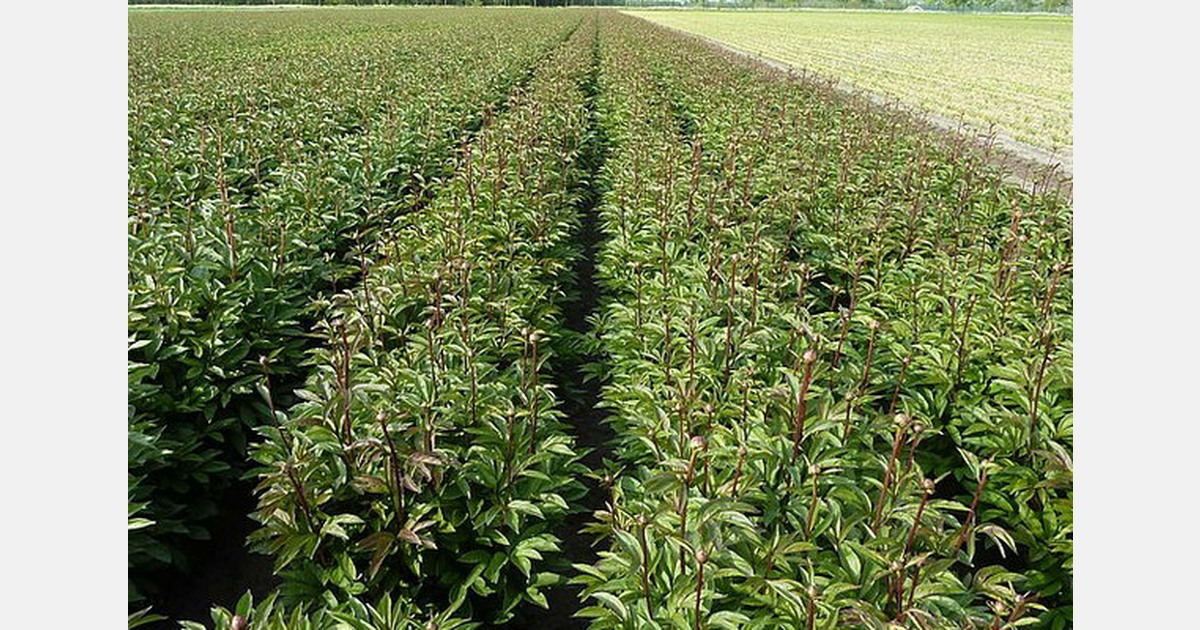 Pioenenbijeenkomst 2 mei in Espel