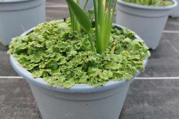 levermos bestrijden azijn