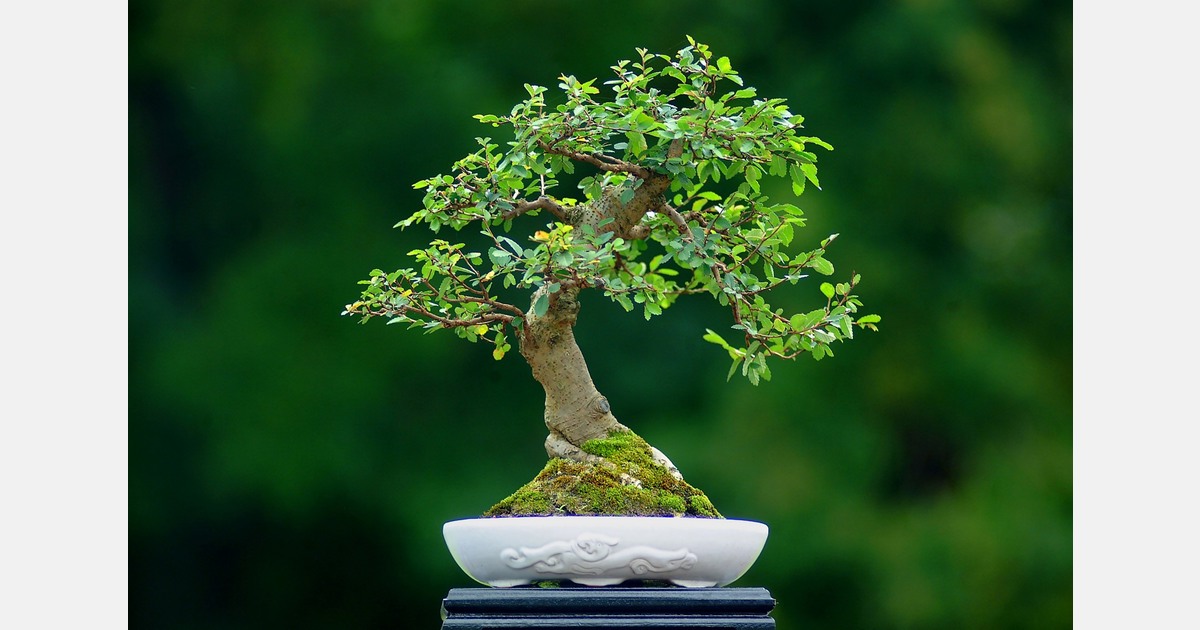 Voormalige bonsaikwekerij in Nieuwerkerk in beeld als tijdelijke schoollocatie