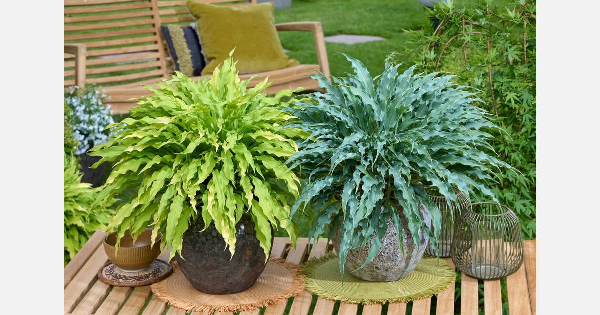 Twee awards en derde plaats in de publieksprijs voor Plantipp