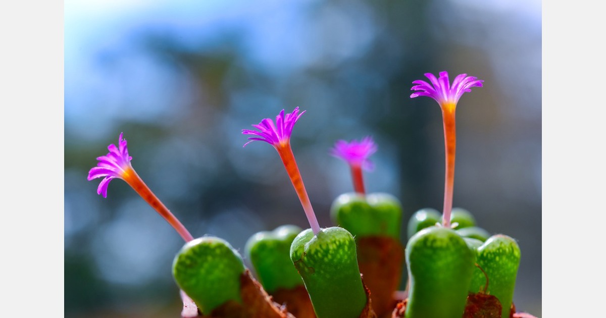 Illegale handel in Zuid-Afrikaanse vetplanten floreert door sociale media