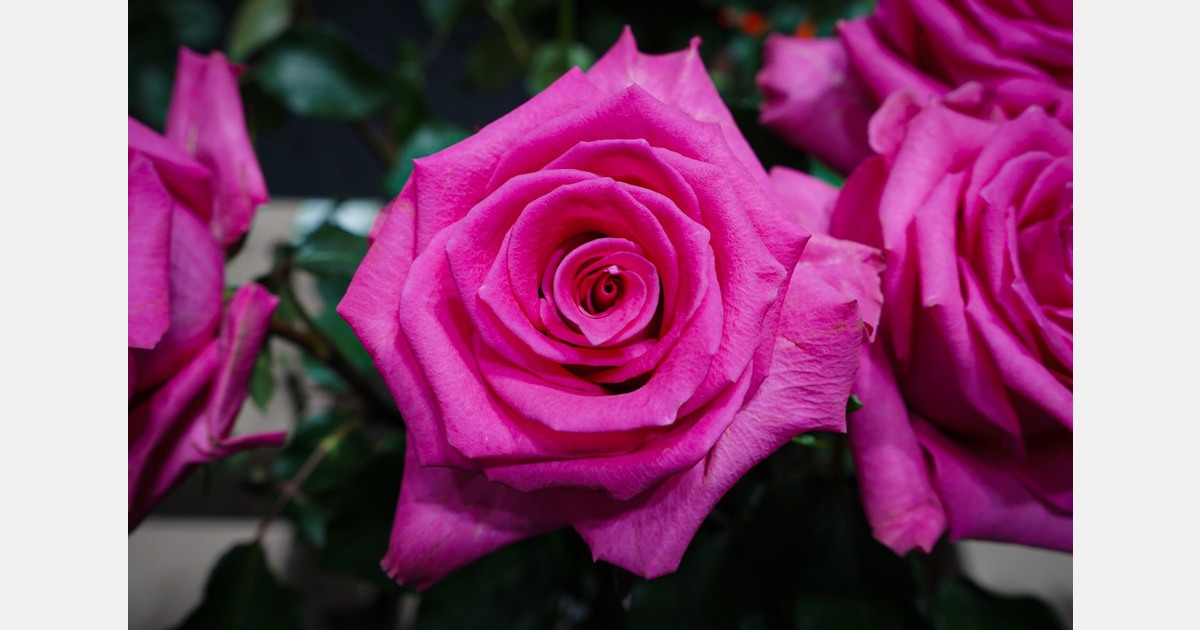 Rozenkweker komt met plan voor huisvesting van internationale medewerkers