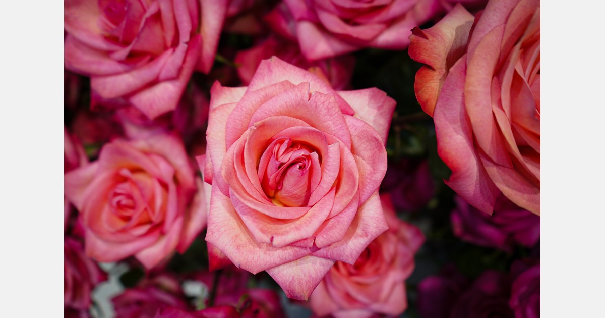 Verzet tegen huisvesting arbeidsmigranten bij rozenteler