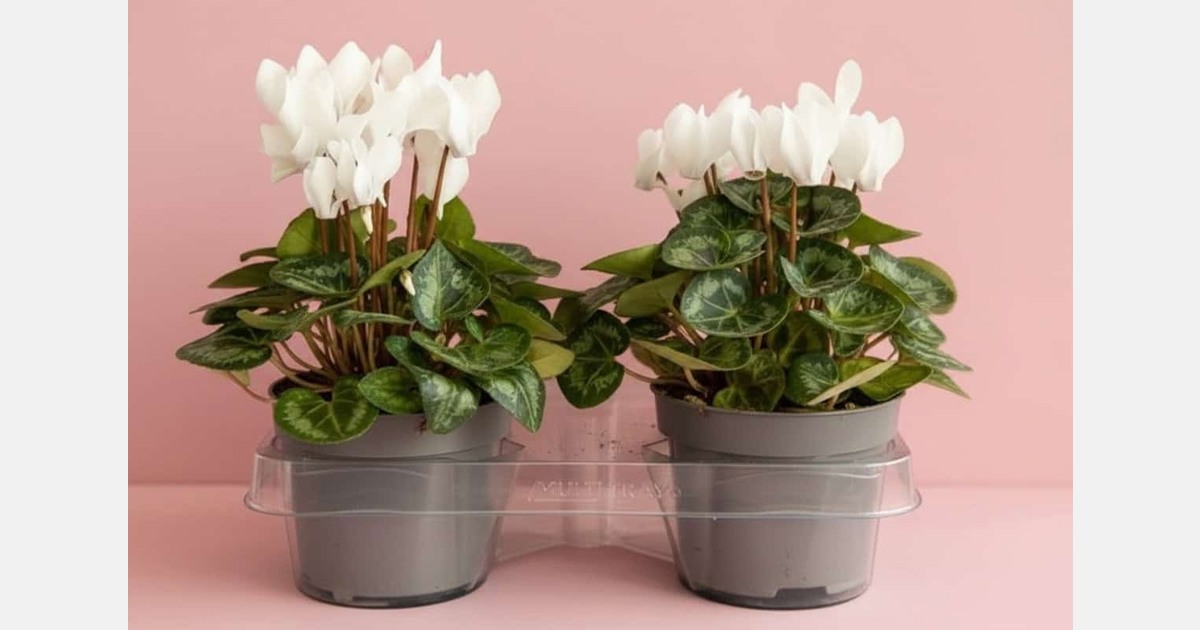 “De NXTrays brengen winst op gebied van transport, opslag en kosten”