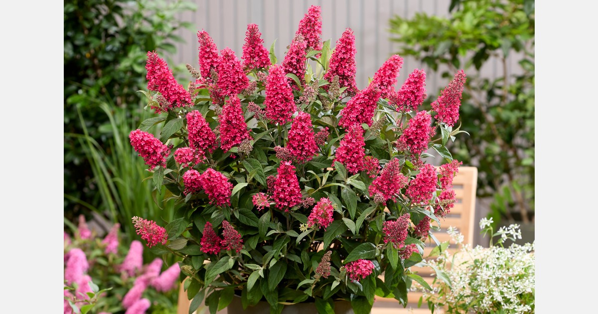 Wat zijn de echte kaskrakers voor het komende tuinseizoen?