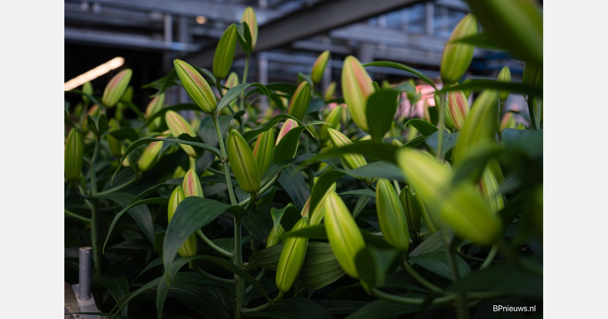 Knoop doorgehakt: tijdelijk verbod op sierteelt in Hof van Twente is daar