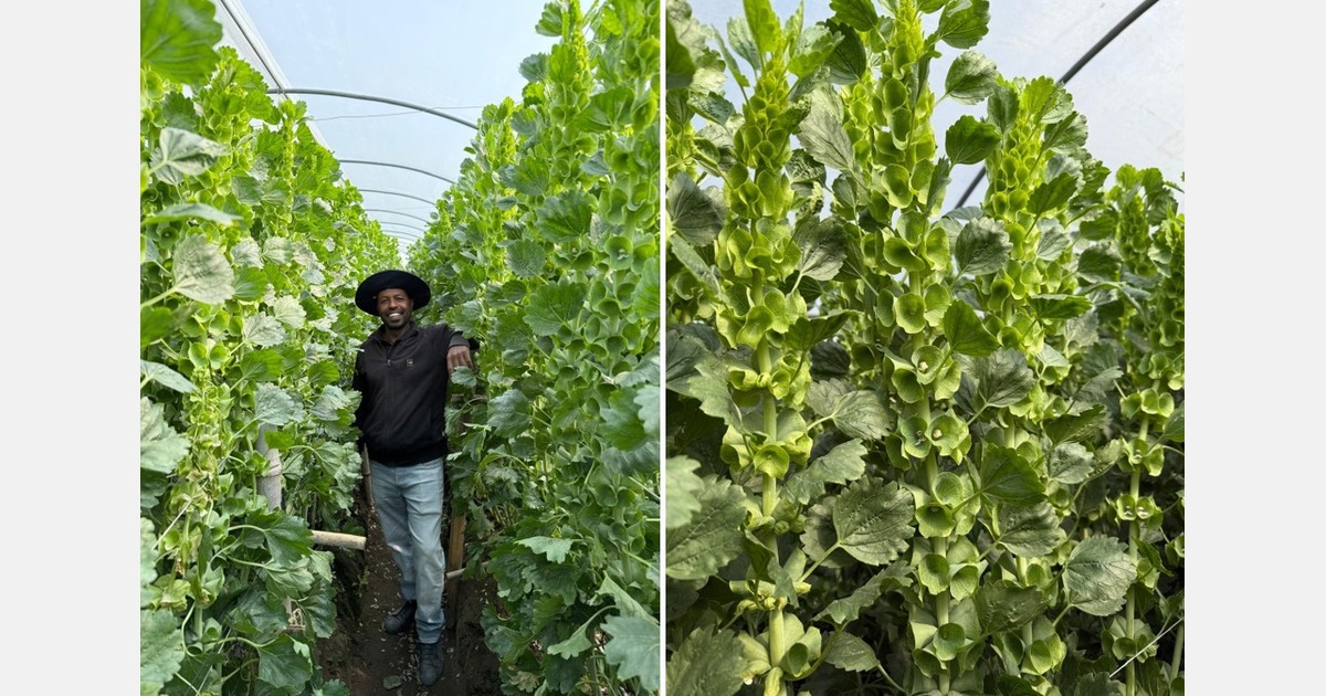 Klaver Flowers start met klokaanvoer Moluccella in Naaldwijk