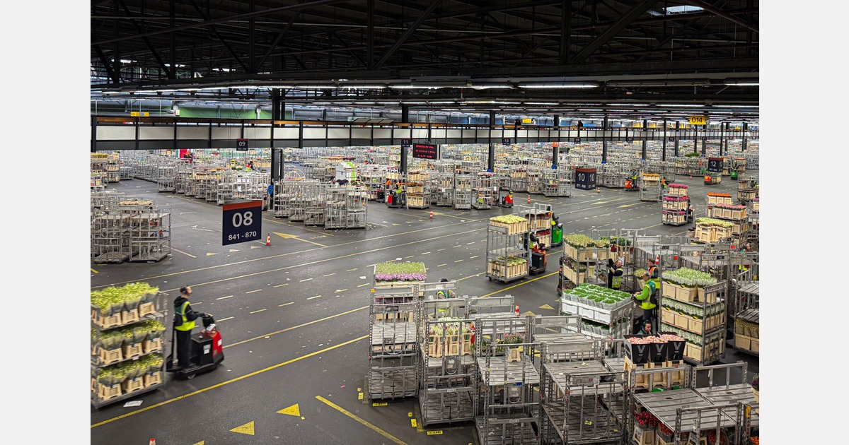 Royal FloraHolland depot Aalsmeer extra open tijdens de piek