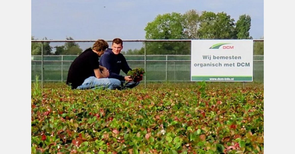 Hybride bemesting bevalt Boskoopse kweker met containerteelt