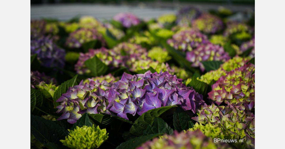 Ruiten ingegooid bij bloemen- en plantenkweker in Maasdijk