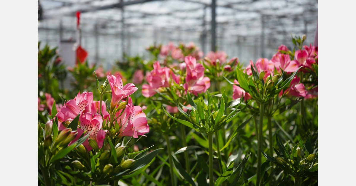 Gemeente wil nog altijd deal met tuinders Brakel die moeten wijken voor woonwijk