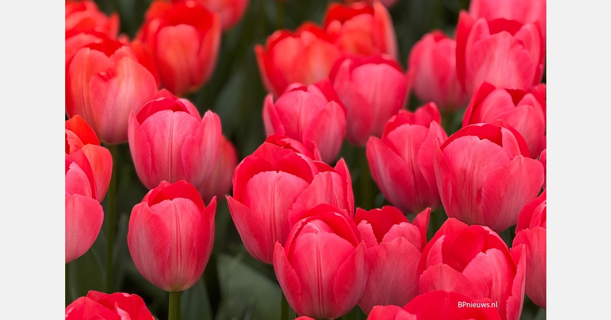Tulpenvelden op Goeree-Overflakkee blijven groeien, maar passen zich aan