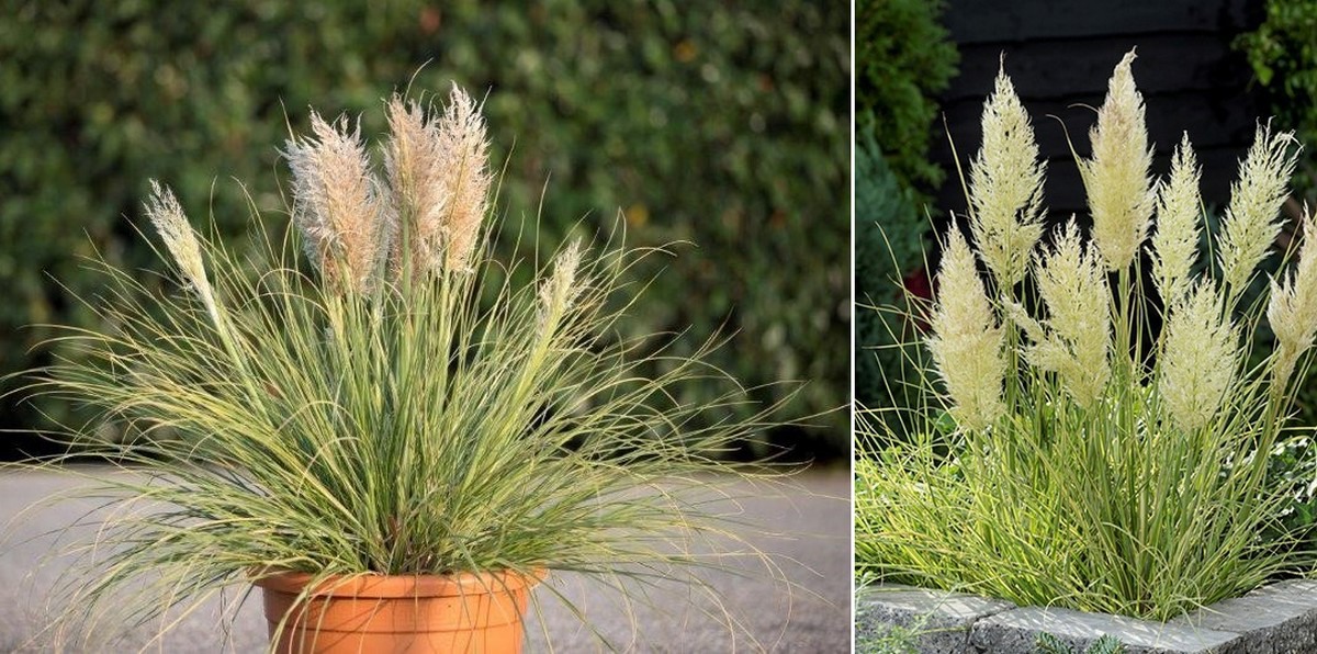 Fleurizon presenteert nieuwe introducties voor 2024