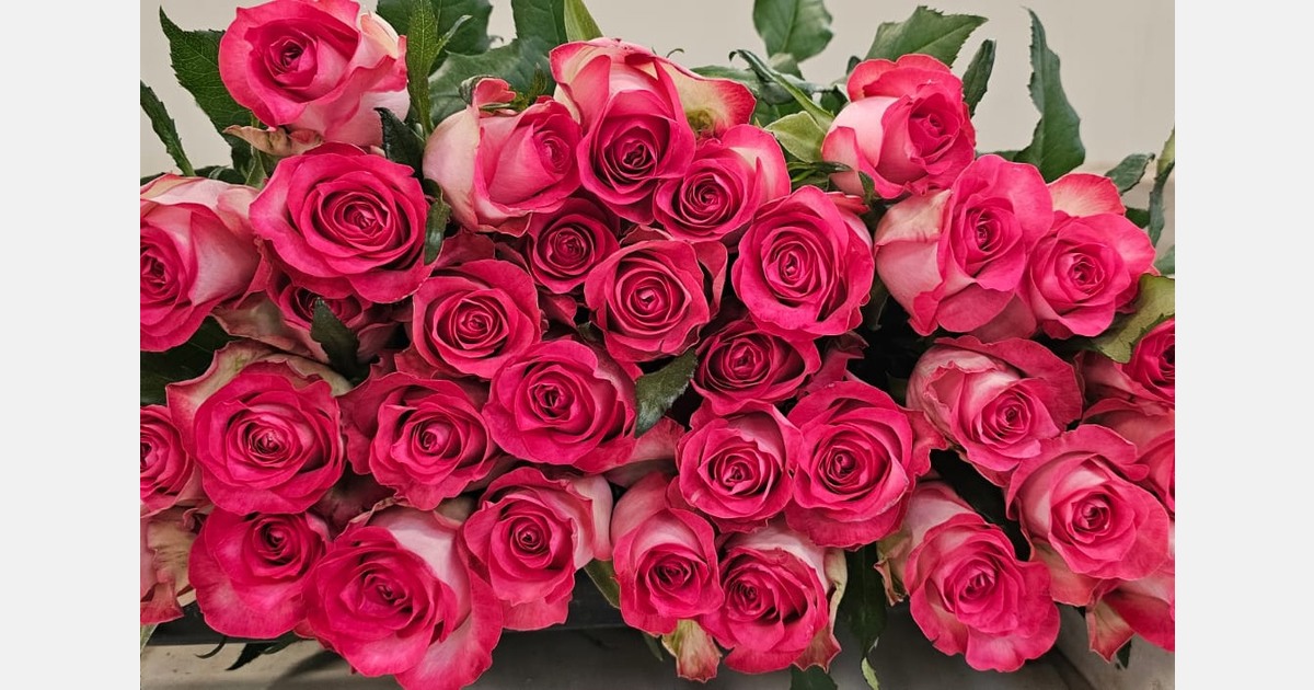 Keniaanse bloemensector zwaar onder druk door geopolitieke spanningen en hoge vrachtkosten