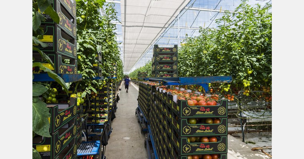 Cao Glastuinbouw 20242025 beschikbaar in het Pools en Engels