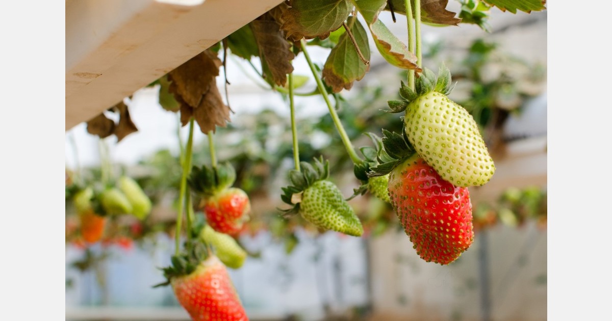 Gemeente Zaltbommel kiest voor huisvesting arbeidsmigrant bij teler