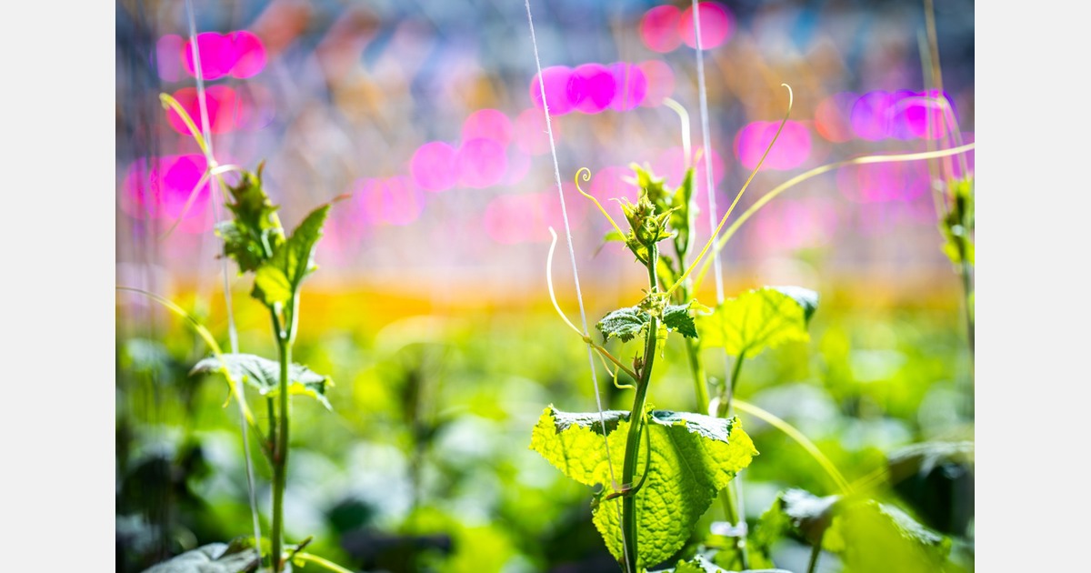 Pimpelpaarse lucht boven de kassen blijft verbazing wekken