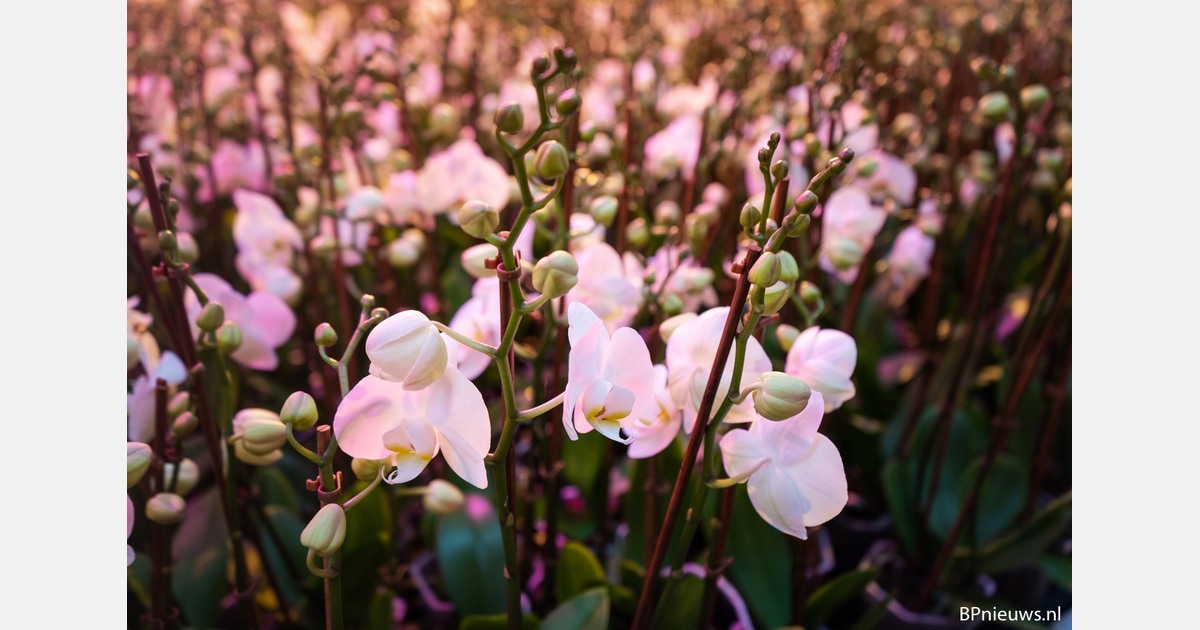 Kwekers maken graag ruimte vrij voor woningen in Kudelstaart