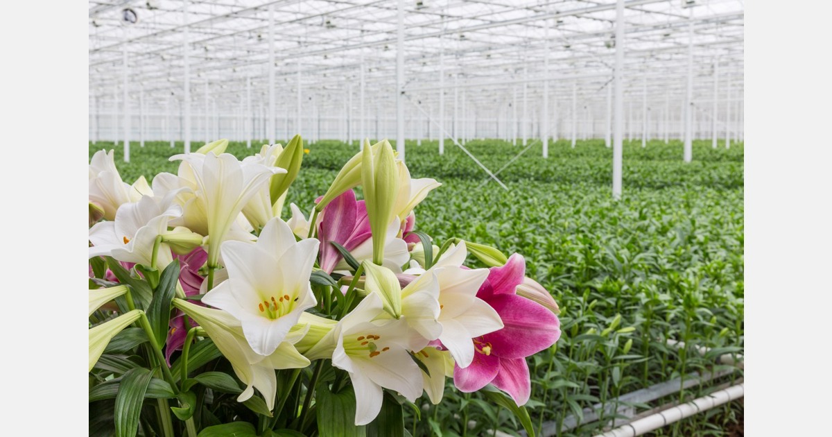 Voorlopig verbod op lelieteelt met bestrijdingsmiddelen in Limburgse Sevenum
