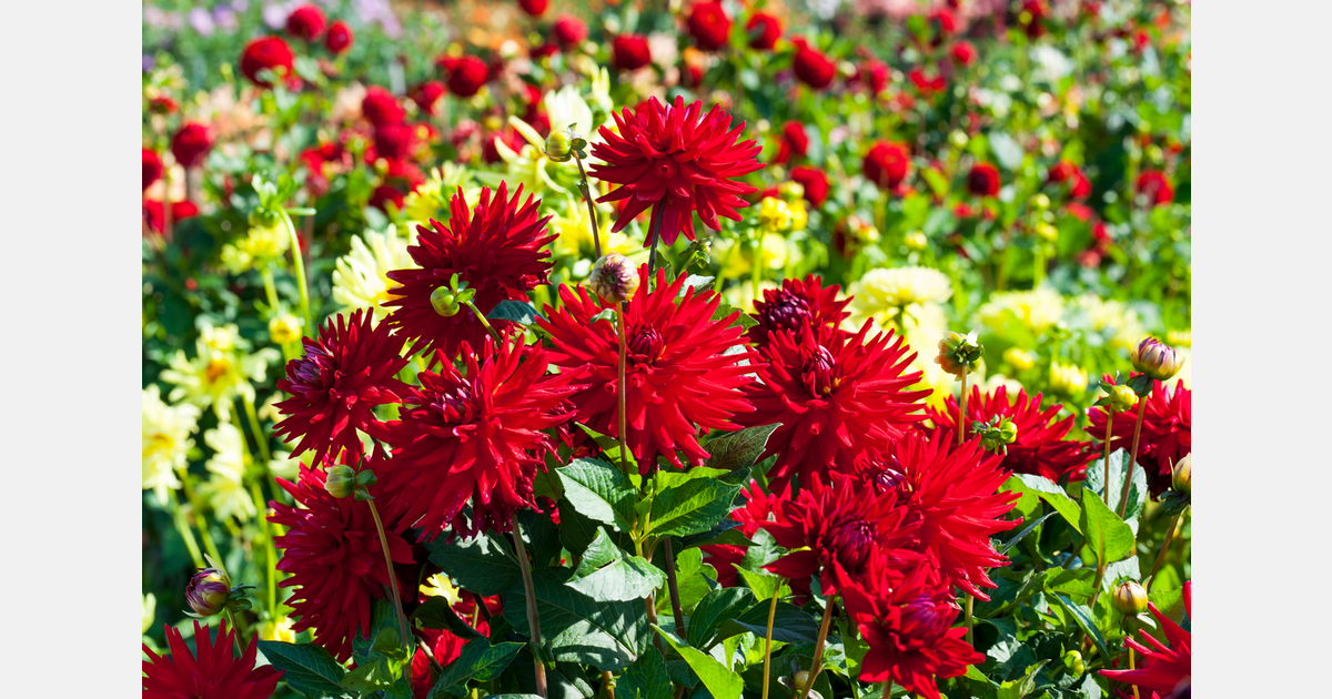 Telers uit Valkenswaard stoppen met dahlia's voor eigen bloemencorso