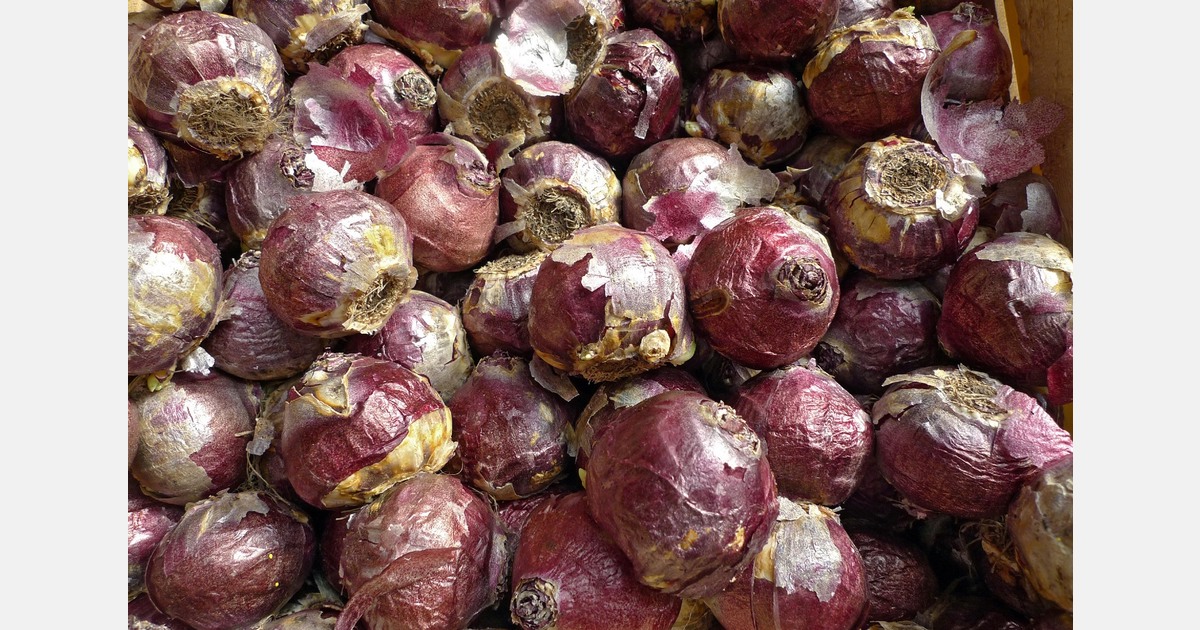 Zeilschepen wisselen stront in voor bollen in Warmond