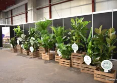 For EverPlants sponserde de WinterFair met een gevulde wand groene kamerplanten.