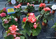 Two new varieties are added to the Tuberous Begonia On Top series, one of them being this 'Polka Dot'