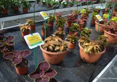 Coleus is another specialty of PanAm, as the company is more casually known within the sector. The 'Premium Sun' is both sun and shade-loving