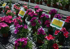 The Dianthus Coronet series is grown from seed and is characterized by its exceptionally large flowers