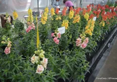 Sweet Duet is een series of double flowering snapdragons. As of this year, the breeders have seven different colors availble. The plant is sturdy and produces a lot of shoots