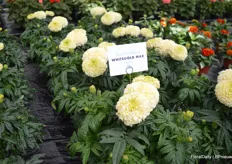The Whitegold Max is a new Tagetes variety grown from seed