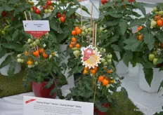 Sunny Drops, know for its 'tear drop', also comes in three colors (yellow, red, orange). Besides, the plant is available in two different sizes: the small ones are called 'Baby' (the ones on the photo), the big ones are called 'Heartbrakers'