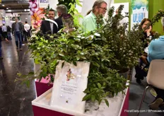 Bailey Nurseries International is ook in de prijzen gevallen. Ze hebben de noviteiten award gekregen in de categorie container planten met de varieteit; Vitex trifolia 'Purpurea' x Vitex agnus-astus First Editions 'Flip Side'.