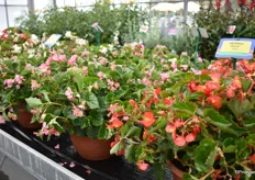 The Hula Begonia of Pan America unique for its many branches with lots of small flowers. Perfect for landscaping and availabe in 4 colors.
