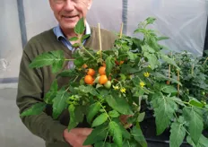 Ard Ammerlaan from Prudac with one of his tomatoplants.