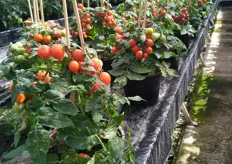 Nice overview of Prudacs Tomato plants.