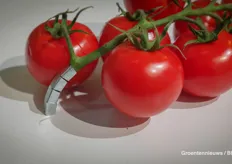 Kleine noviteiten kunnen bijzonder groot zijn. Een metalen tomatenclip maakt het mogelijk plasticvrij teeltafval te produceren, wat gecomposteerd kan worden. 